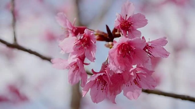 盛开的粉红色樱桃枝