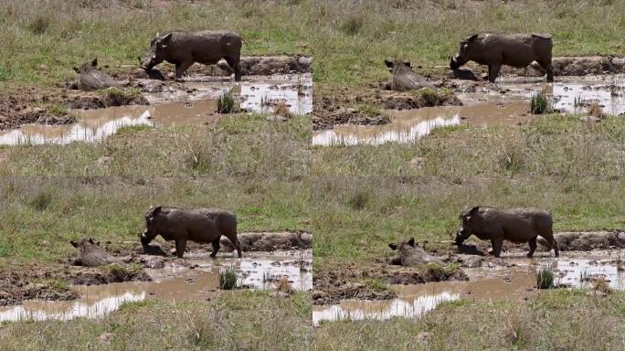 疣猪，phacochoerus aethiopicus，一对有泥浴，肯尼亚内罗毕公园，实时4K