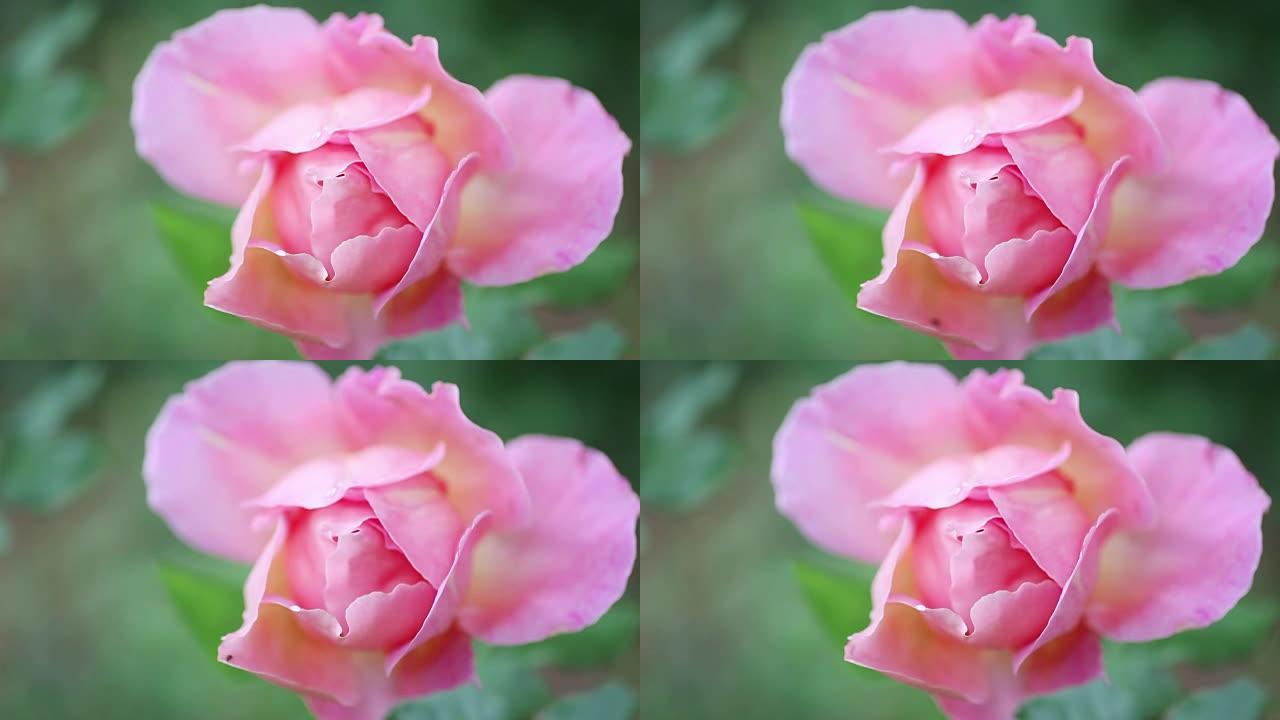 粉彩混合茶玫瑰