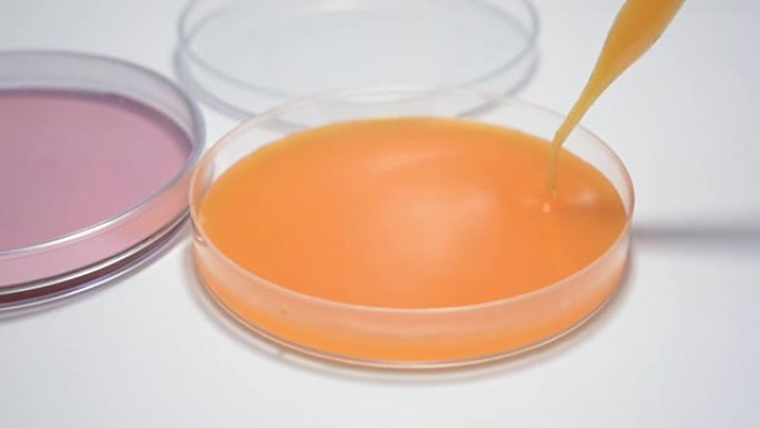 干细胞免疫疗法研究DNA基因疗法CRISPR实验室研究员技术员用小瓶培养皿和试管，干细胞