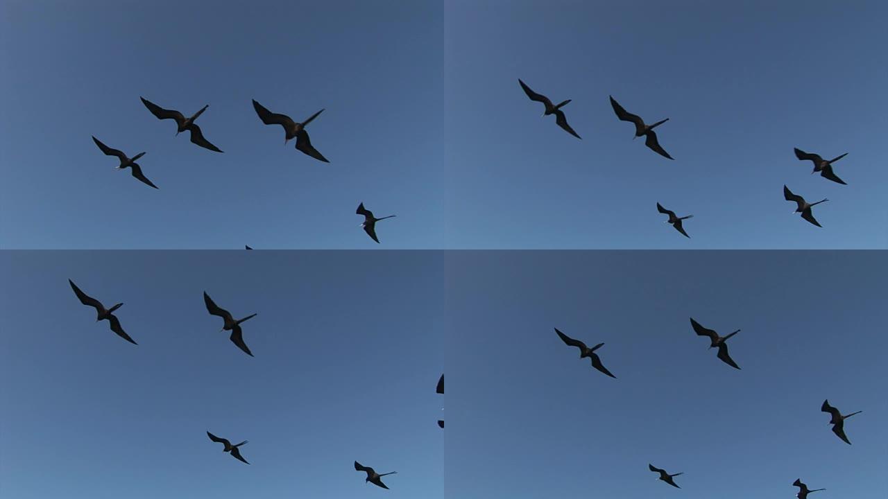 护卫舰鸟在加拉帕戈斯群岛上空飞翔。