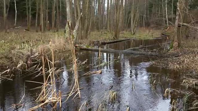 森林里的河水流动。池塘的湿地