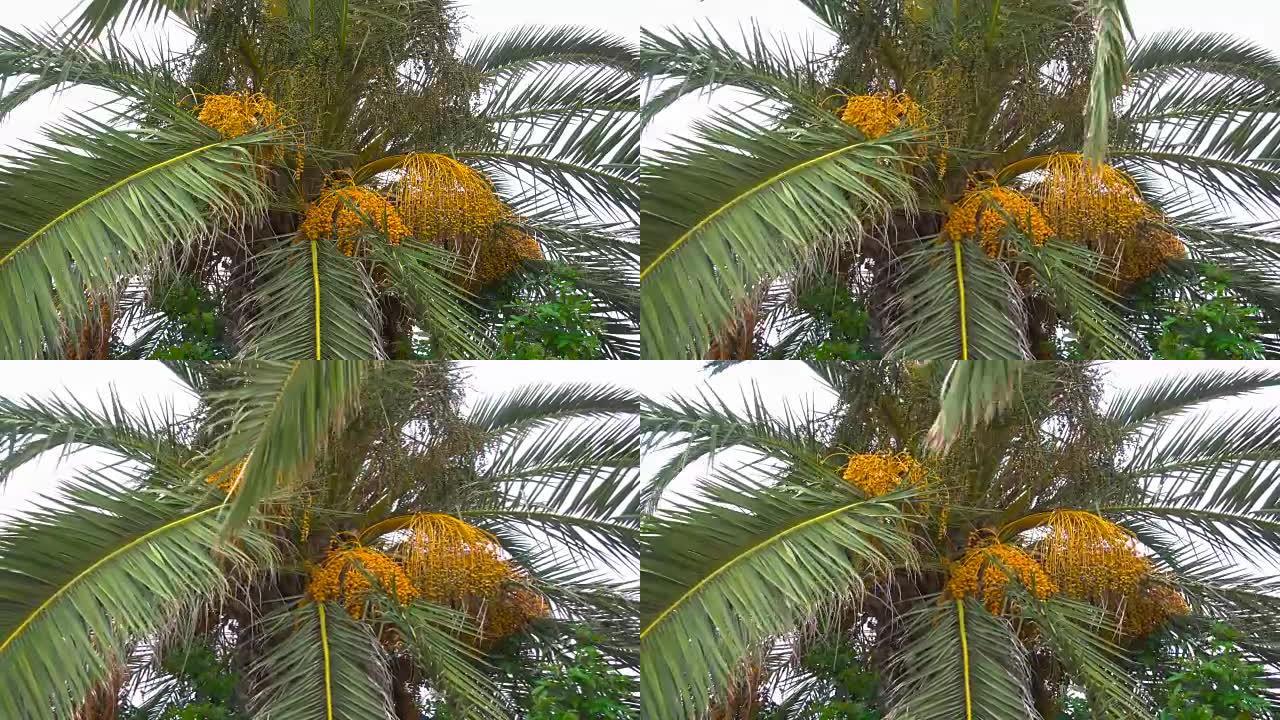枣掌上的一堆约会。棕榈树上的果实。非洲。突尼斯