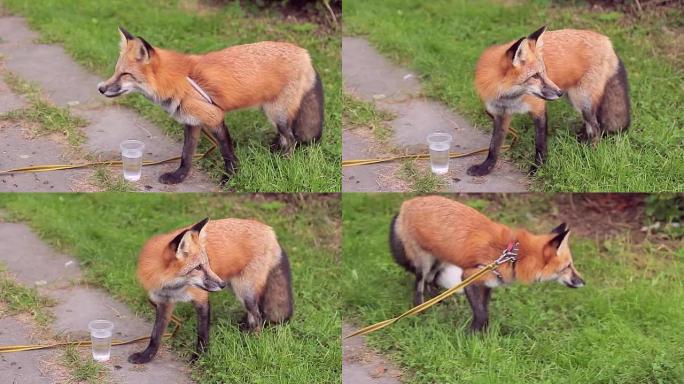 公园里有玻璃水的红发蓬松狐狸野生动物。肤色红色，尾巴长蓬松，枪口长窄，眼睛聪明狡猾