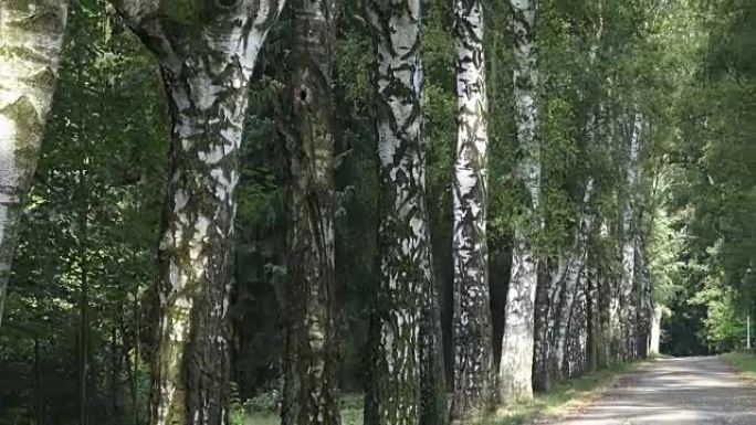 Alley with birch trees in a park. Alley of birch t