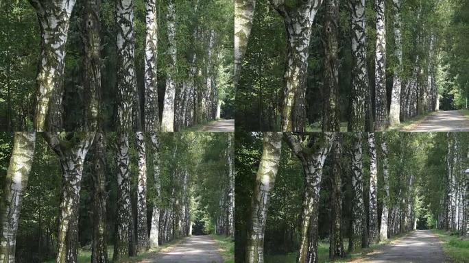 Alley with birch trees in a park. Alley of birch t
