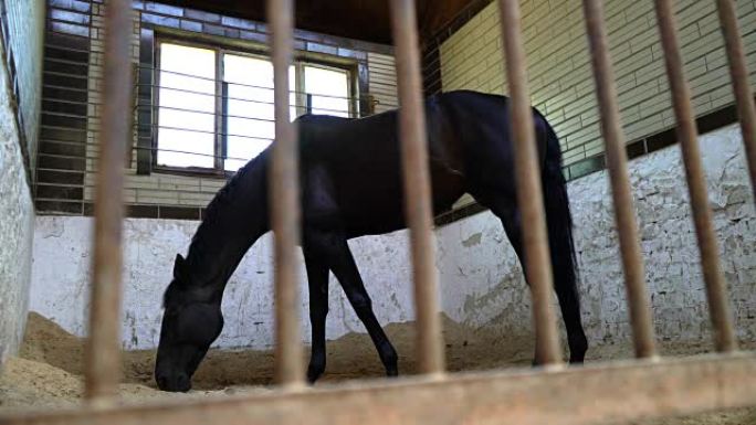 一匹黑色赛马在马厩里吃饭，一匹美丽的深色种马