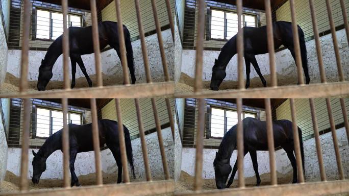 一匹黑色赛马在马厩里吃饭，一匹美丽的深色种马