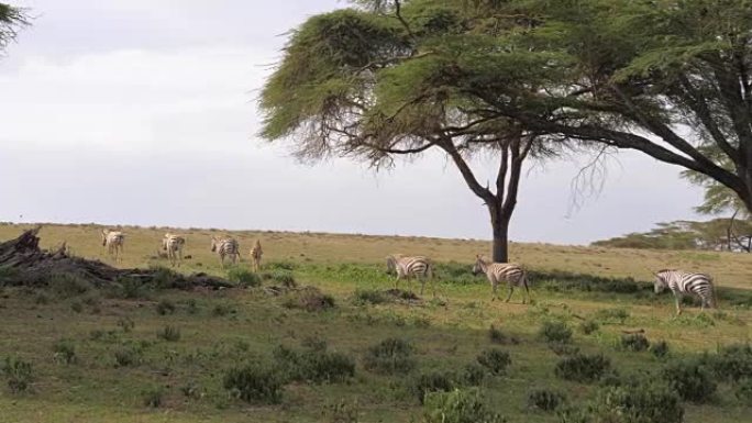 牧群斑马在相思4k的绿草场上移动