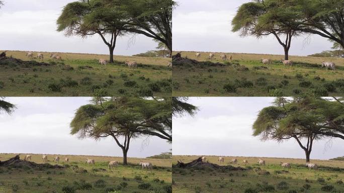 牧群斑马在相思4k的绿草场上移动