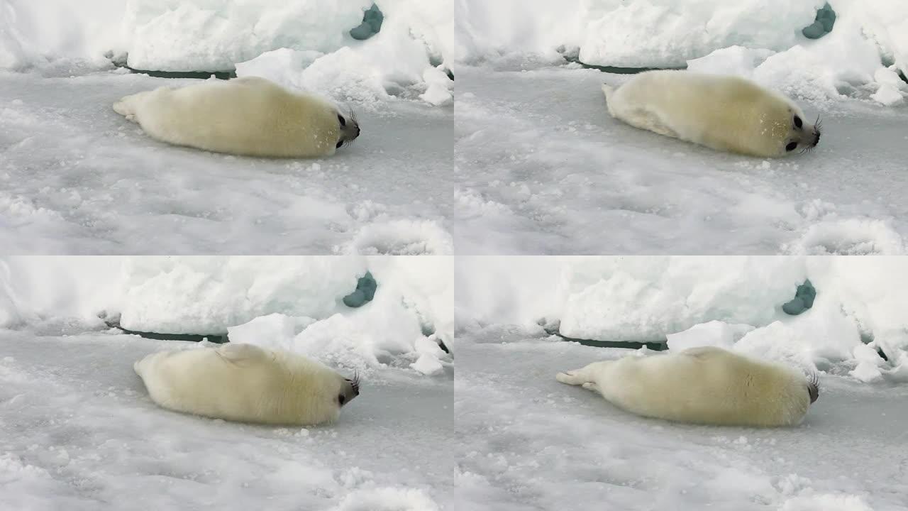 可爱的新生海豹在俄罗斯白海的冰面上。