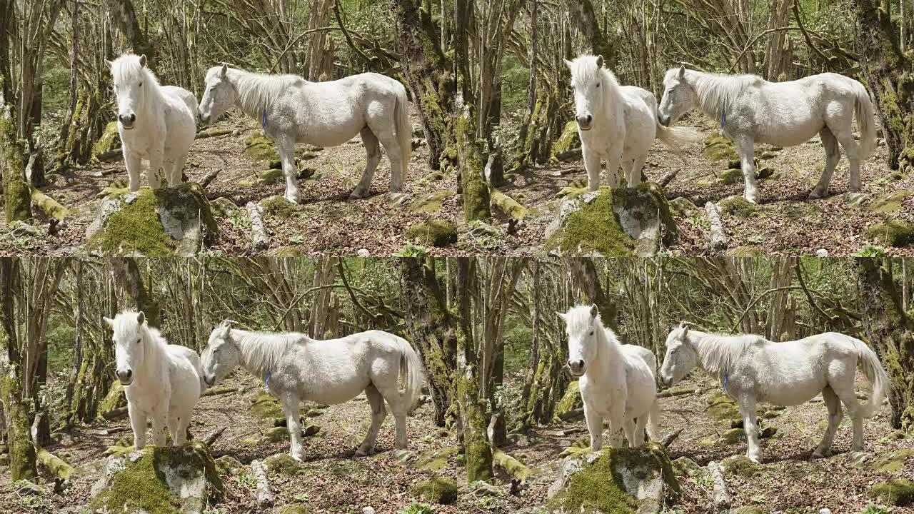 尼泊尔山区神秘森林中的白马。