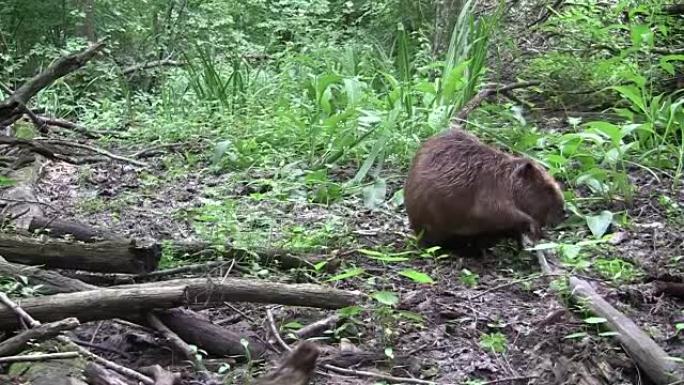 Beaver eating in natural environment