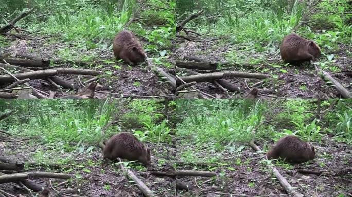 Beaver eating in natural environment