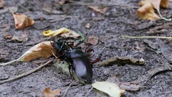 鹿甲虫鹿沿着地面推一只被压碎的死甲虫