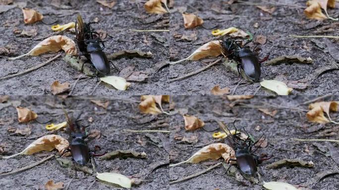 鹿甲虫鹿沿着地面推一只被压碎的死甲虫