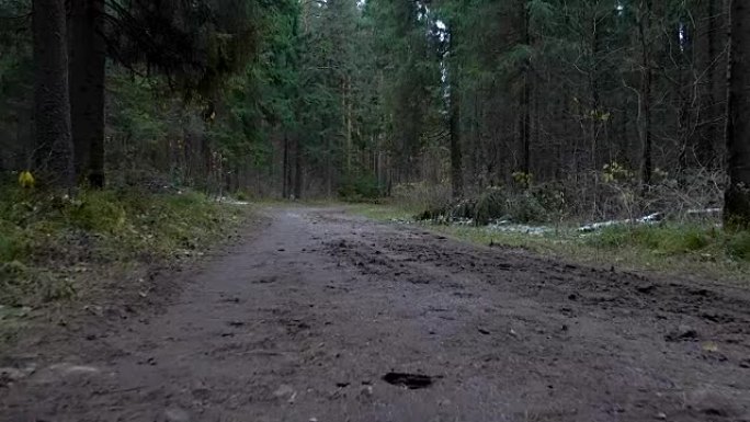 在森林中拍摄肮脏的道路
