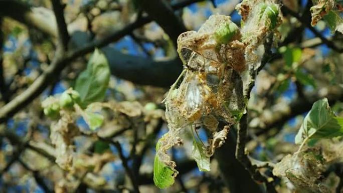 苹果树上的毛毛虫群。花园里的害虫破坏了未来的收成