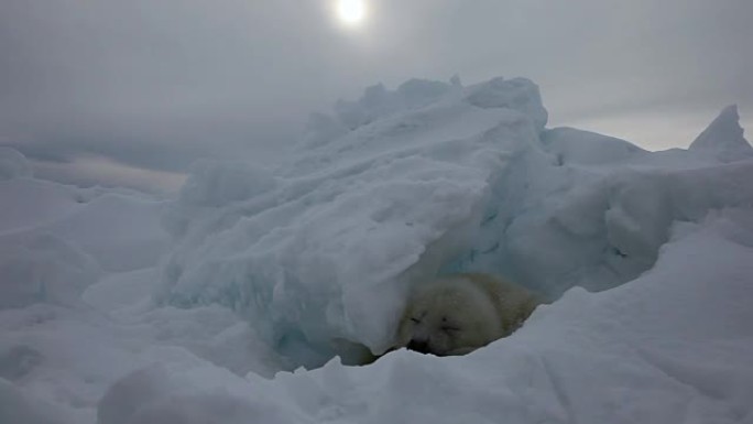 可爱的新生海豹在俄罗斯白雪海上。
