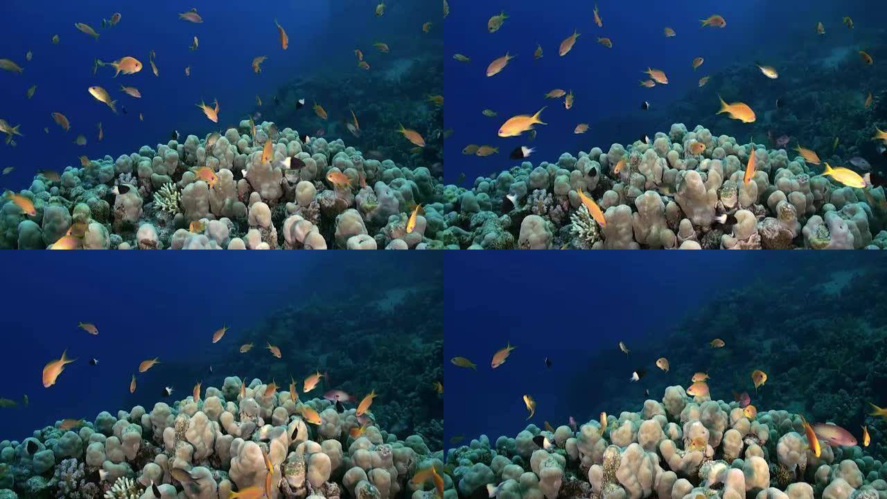 鹿角珊瑚，有雀毛和黄花。