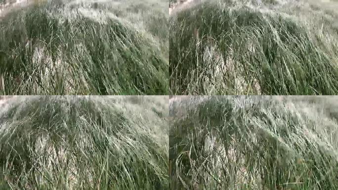 北海风中沙丘草的沙丘，远足沙丘，堤防保护，Sondervig，日德兰半岛，丹麦，4k