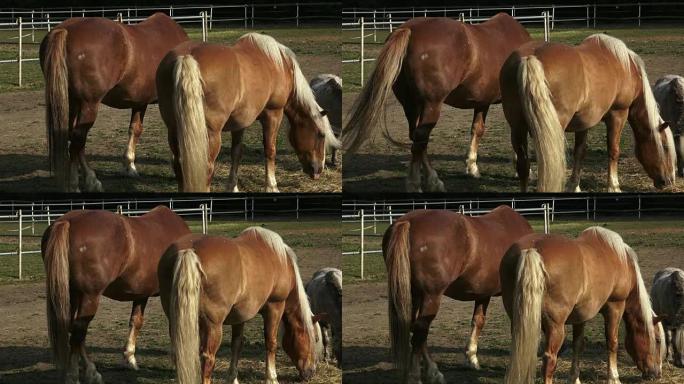 Horses eating hay on the farm.