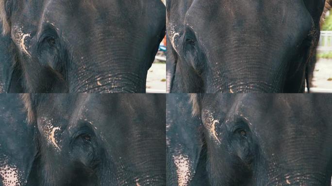 吃饭时大象的枪口特写。皮肤、眼睛和耳朵的质地。泰国