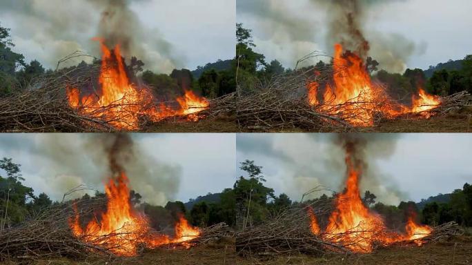 森林大火雨林砍伐火焰