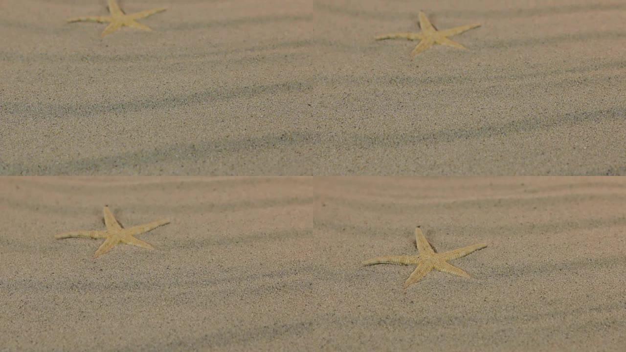 一颗黄星躺在沙丘上的接近