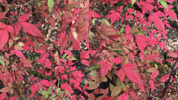 南迪纳灌木秋天的颜色