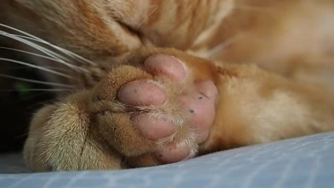睡觉前猫自己清洁身体和爪子看起来如此放松和可爱