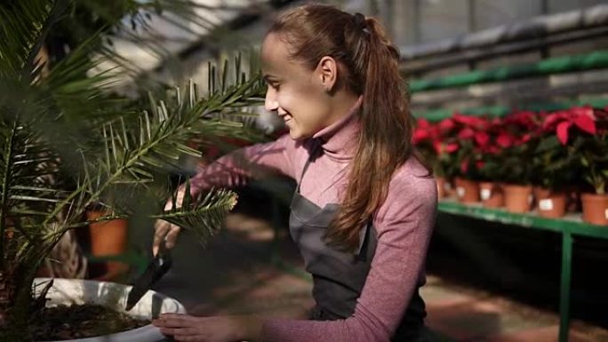 年轻迷人的女人在温室里挖绿色棕榈树附近的土壤
