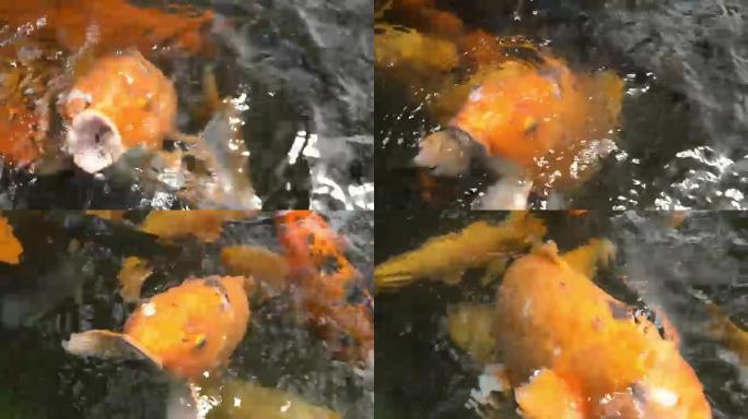 喂五颜六色的日本红鲤鱼花式鲤鱼在池塘里游泳巨大的鱼吃张开嘴特写