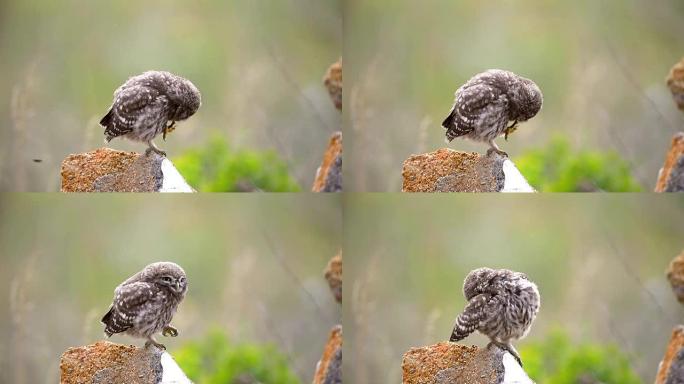 小猫头鹰坐在一块岩石上，准备羽毛和喙。