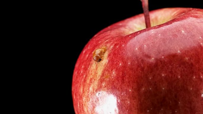 幼虫以红苹果为食，在苹果上嚼了一个洞，特写