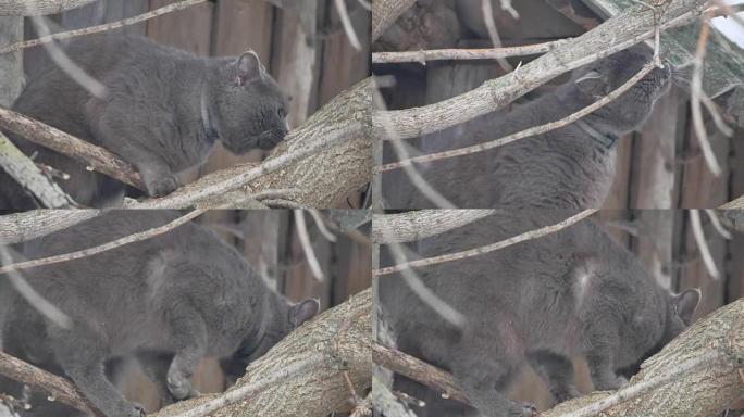 英国灰猫坐在树上。一只英国灰猫爬树冬天