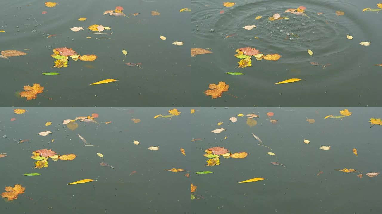 秋叶滴水