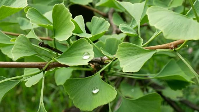 Detail of Ginkgo Leave with Drops of Water. Zoom i