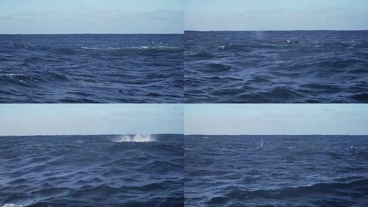 座头鲸的尾巴拍打水几次