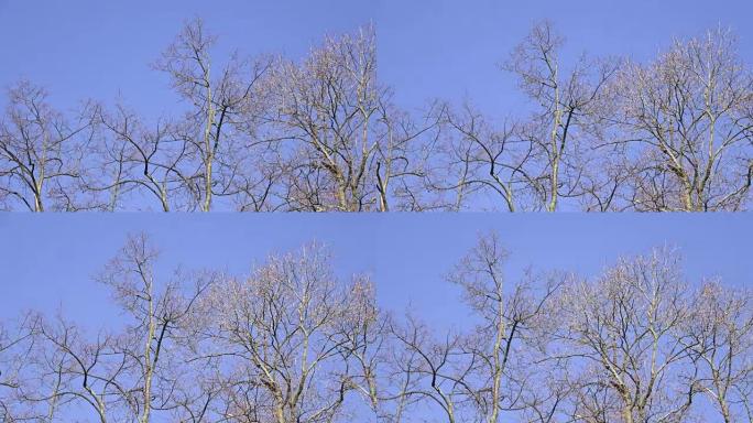 Trees without leaves with blue sky background