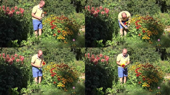 可爱的丈夫男朋友男人穿着短裤在阳光明媚的花园里摘红花。全高清