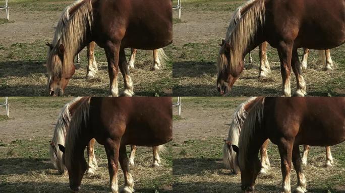 Horses eating hay on the farm.