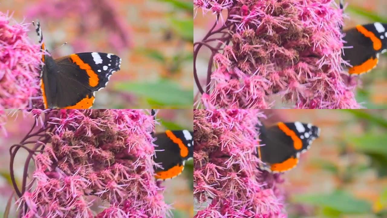 花园中粉红色花朵上张开翅膀的蝴蝶