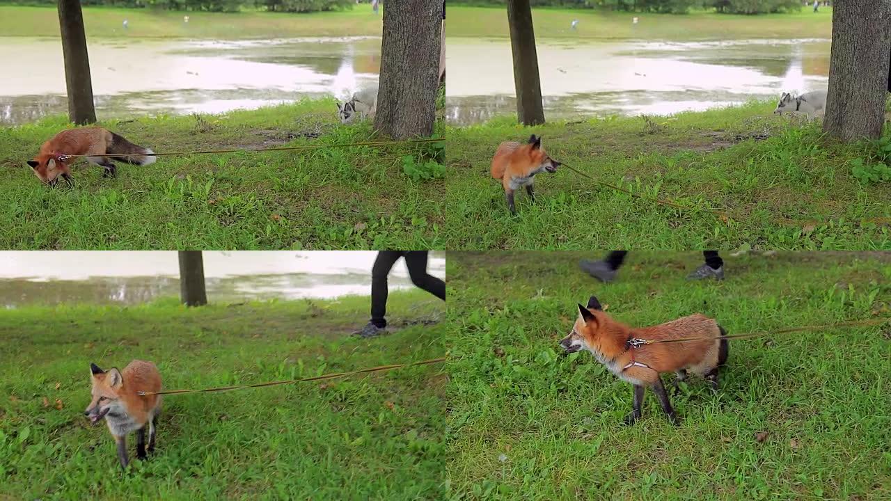 年轻女子在夏日与两只狐狸一起在公园散步