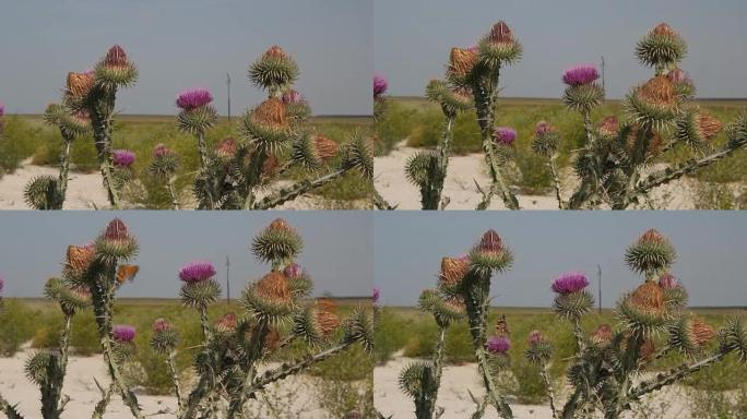 凡妮莎·卡杜伊 (Vanessa cardui) 是一只著名的彩色蝴蝶