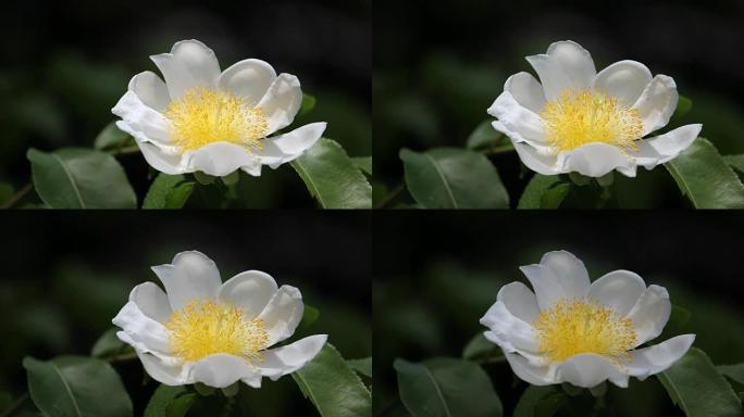 白色和黄色的花名是煎蛋树或刺果。