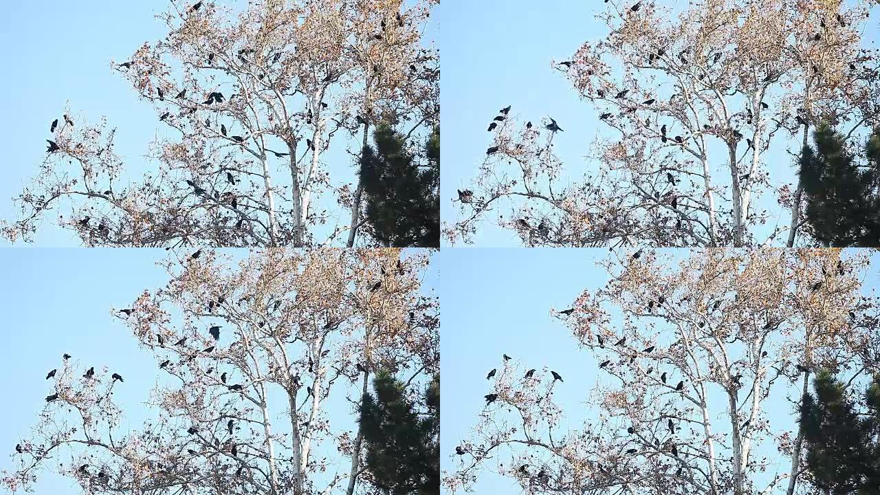 许多乌鸦在树上发声