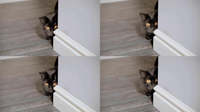 黑猫坐在公寓的走廊上