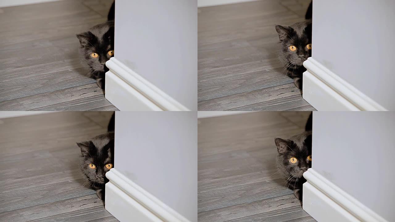 黑猫坐在公寓的走廊上