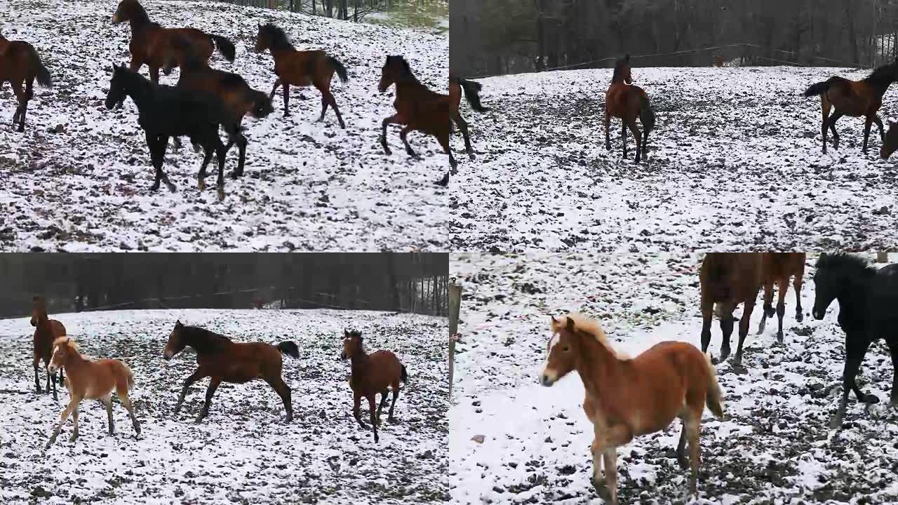 冬季草地上的马驹群